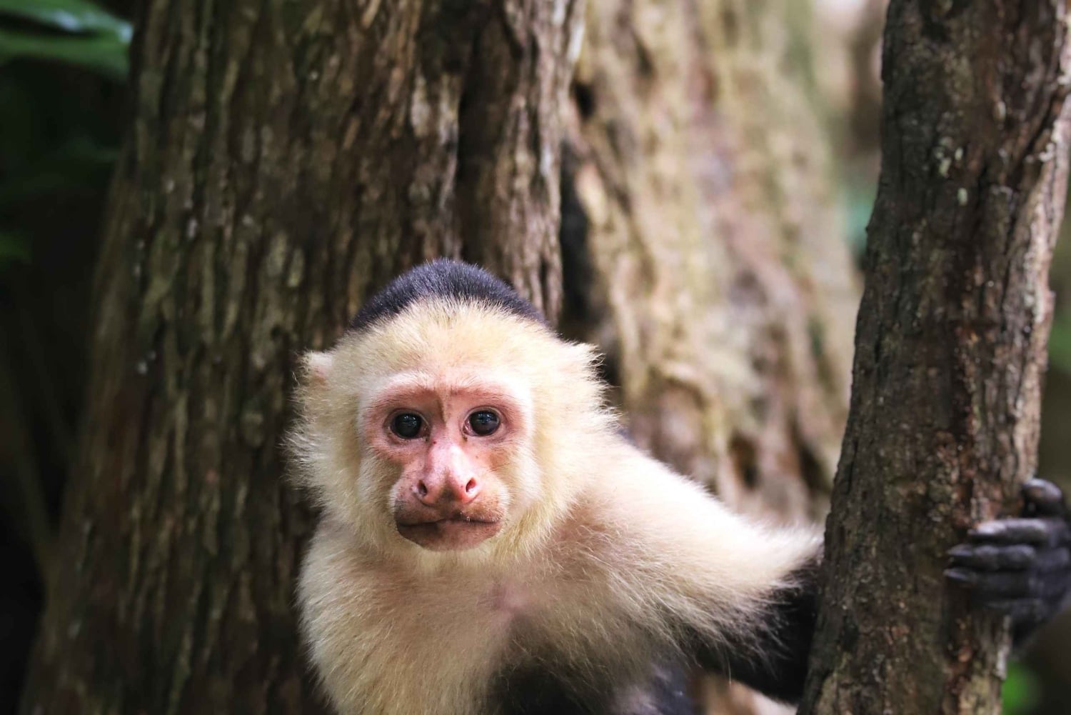 2 tunnin kajakkiretki Queposin mangroveissa – näe apinoita ja syö lounasta