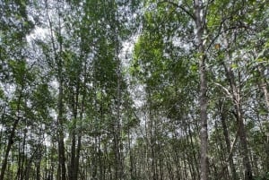 2 tunnin kajakkiretki Queposin mangroveissa – näe apinoita ja syö lounasta