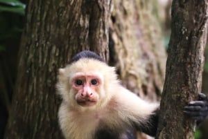 2 tunnin kajakkiretki Queposin mangroveissa – näe apinoita ja syö lounasta
