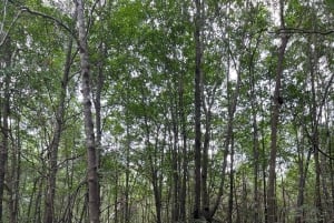 2 tunnin kajakkiretki Queposin mangroveissa – näe apinoita ja syö lounasta