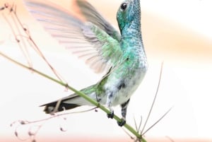 2 tunnin kajakkiretki Queposin mangroveissa – näe apinoita ja syö lounasta