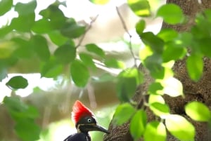 2 tunnin kajakkiretki Queposin mangroveissa – näe apinoita ja syö lounasta