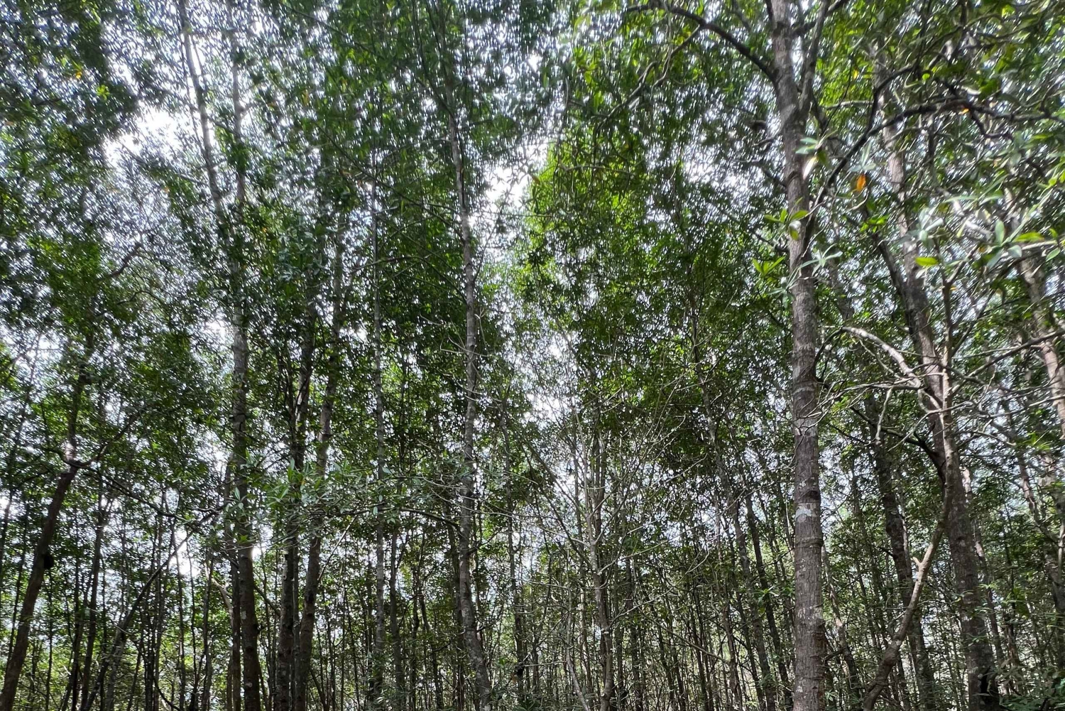2 tunnin kajakkiretki Queposin mangroveissa – näe apinoita ja laiskia