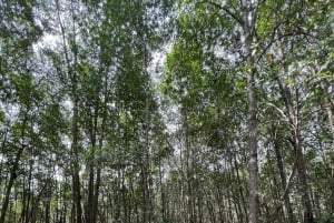 2-timers kajakkutflukt i Quepos-mangroveskogen – se aper og dovendyr