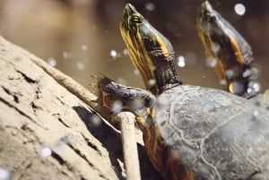 2 tunnin kajakkiretki Queposin mangroveissa – näe apinoita ja laiskia