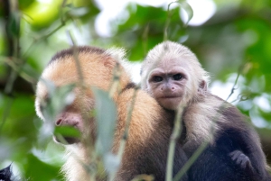 2 tunnin kajakkiretki Queposin mangroveissa – näe apinoita ja laiskia