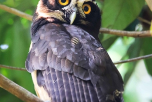 2 tunnin kajakkiretki Queposin mangroveissa – näe apinoita ja laiskia