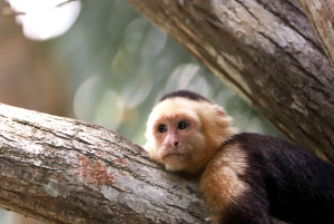 2 tunnin kajakkiretki Queposin mangroveissa – näe apinoita ja laiskia