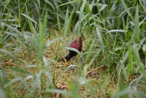 3 uur durende tocht door de kanalen van het Nationaal Park.