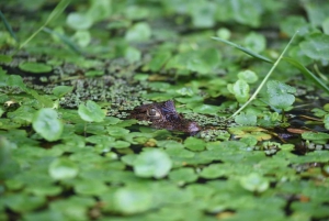 3 uur durende tocht door de kanalen van het Nationaal Park.