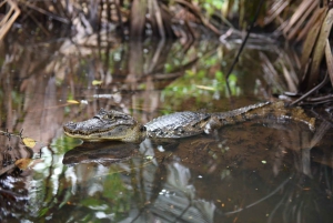 3 uur durende tocht door de kanalen van het Nationaal Park.