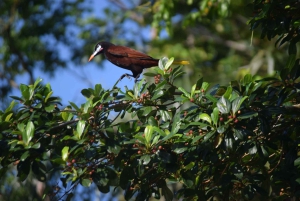3 uur durende tocht door de kanalen van het Nationaal Park.
