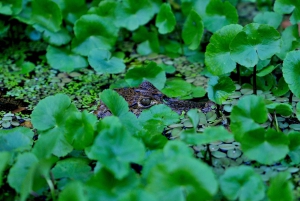 3 uur durende tocht door de kanalen van het Nationaal Park.