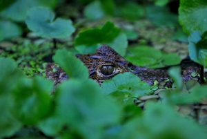 3 uur durende tocht door de kanalen van het Nationaal Park.