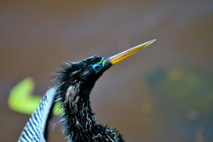 3 uur durende tocht door de kanalen van het Nationaal Park.