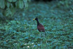 3 uur durende tocht door de kanalen van het Nationaal Park.