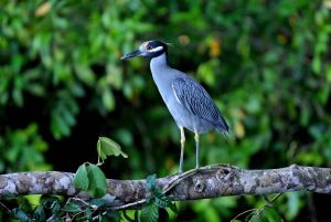 3 uur durende tocht door de kanalen van het Nationaal Park.