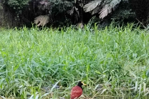 3 uur durende tocht door de kanalen van het Nationaal Park.