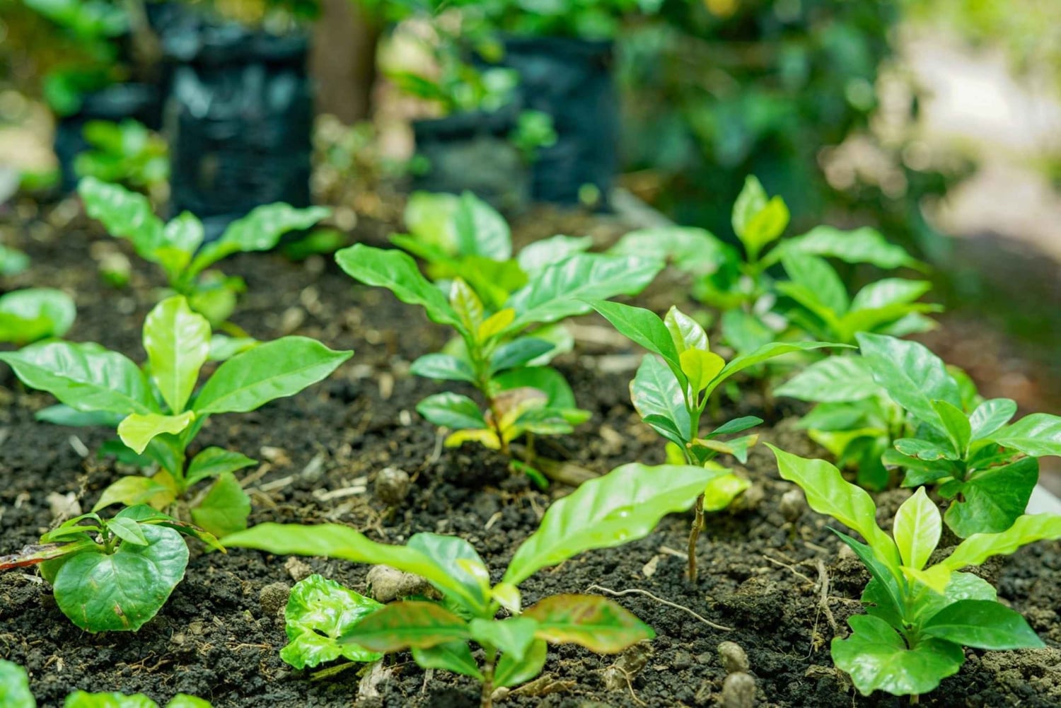 3 in 1 コーヒー、チョコレート、サトウキビをご用意しております