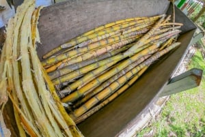 3 in 1 Coffee, Chocolate and Sugar cane