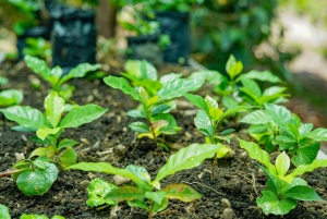 3 w 1: kawa, czekolada i trzcina cukrowa