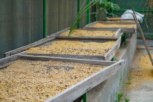 3 w 1: kawa, czekolada i trzcina cukrowa