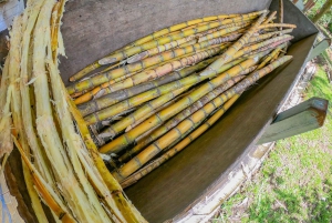 3 in 1 コーヒー、チョコレート、サトウキビをご用意しております