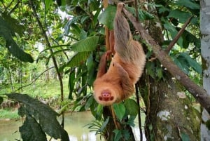 4-in-1-Wanderung zum Vulkan Arenal, Brücken, Wasserfall und heiße Quellen
