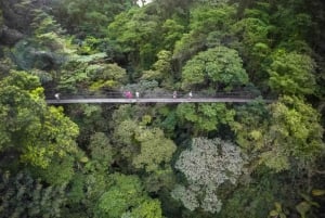 Caminata 4 en 1 por el Volcán Arenal, puentes, cascada y aguas termales