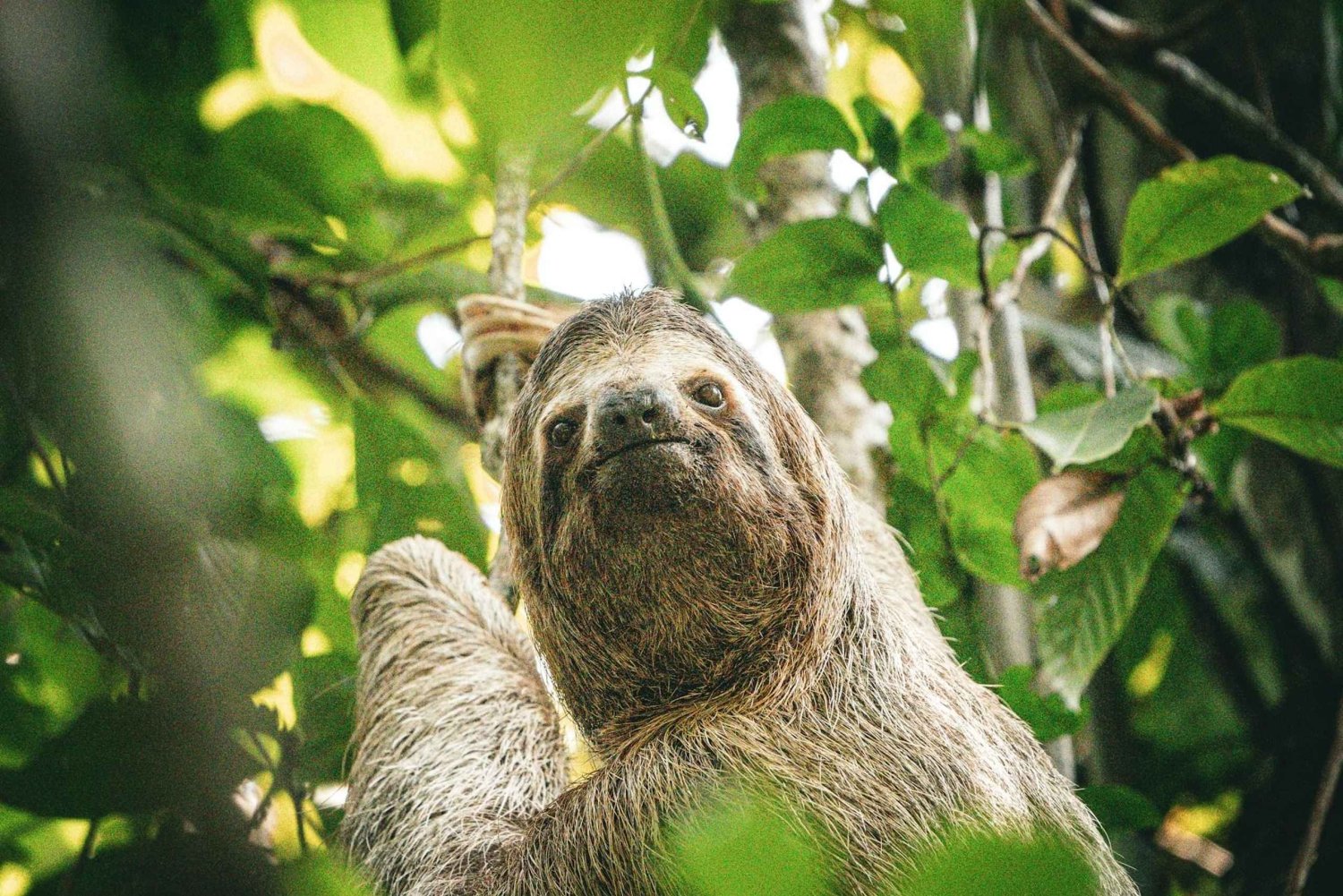 Passeio 6 em 1: Parque Nacional Cahuita, Canais Tortuguero e muito mais