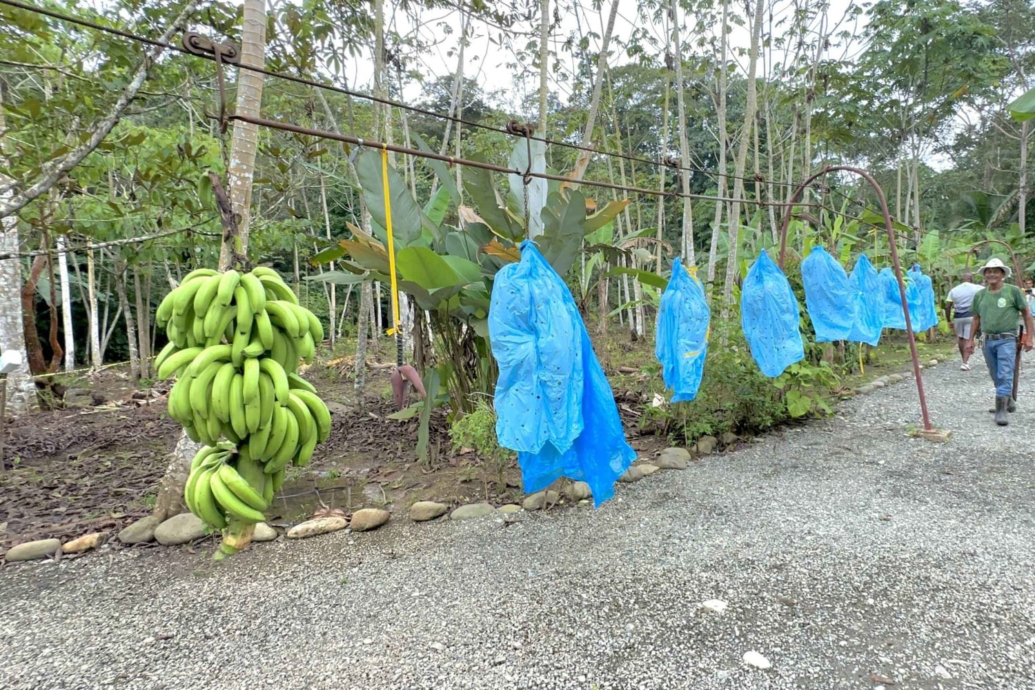 Tour 6 in 1: Parco nazionale di Cahuita, canali di Tortuguero e altro