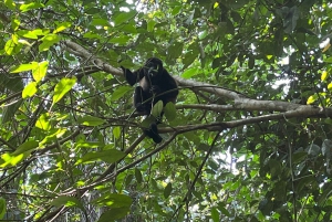 Passeio 6 em 1: Parque Nacional Cahuita, Canais Tortuguero e muito mais
