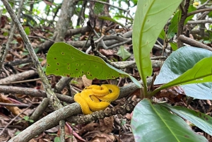 Passeio 6 em 1: Parque Nacional Cahuita, Canais Tortuguero e muito mais