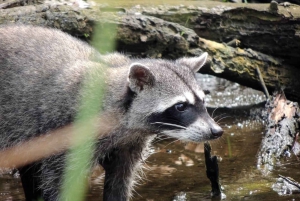 Passeio 6 em 1: Parque Nacional Cahuita, Canais Tortuguero e muito mais
