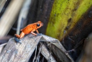 Tour 6 in 1: Parco nazionale di Cahuita, canali di Tortuguero e altro