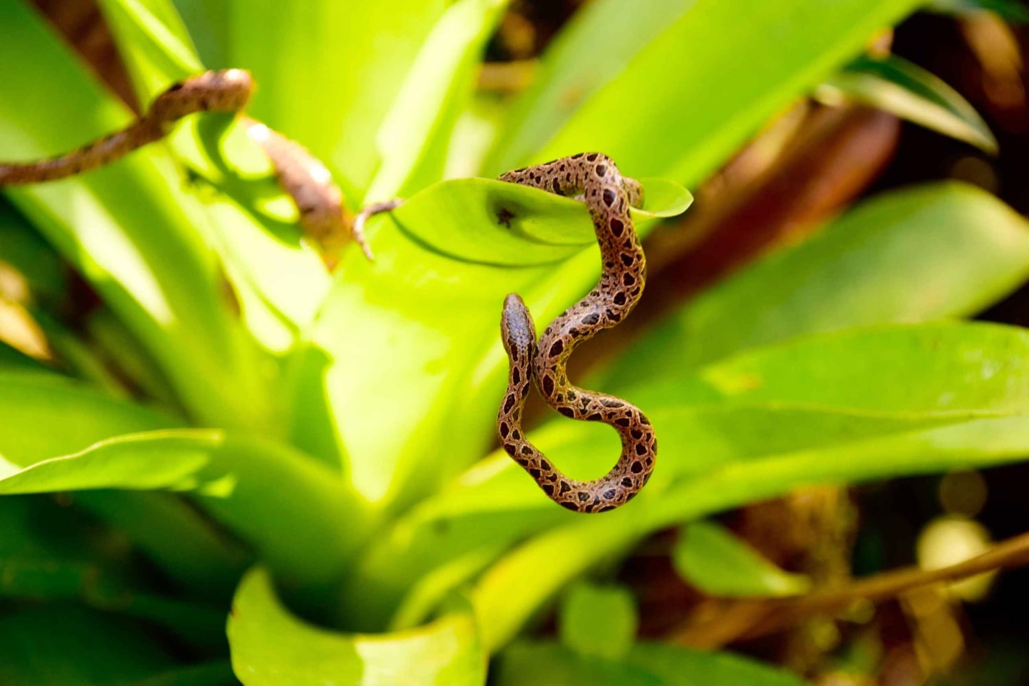 Pass giornaliero 6 in 1 per il tour Braulio Carrillo