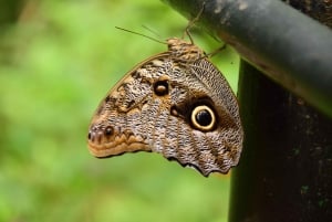 Pass giornaliero 6 in 1 per il tour Braulio Carrillo