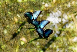 Pass giornaliero 6 in 1 per il tour Braulio Carrillo