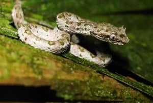 Pass giornaliero 6 in 1 per il tour Braulio Carrillo