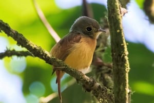 Pass giornaliero 6 in 1 per il tour Braulio Carrillo