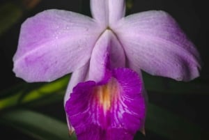 Pass giornaliero 6 in 1 per il tour Braulio Carrillo