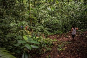Alajuela: 4-Hour Arenal Rainforest Trek