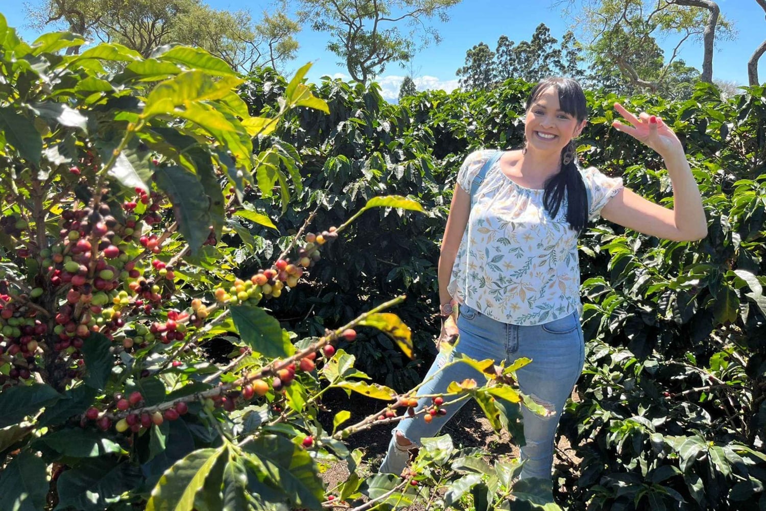 Alajuela: Guidet omvisning på kaffeplantasje med smaksprøver