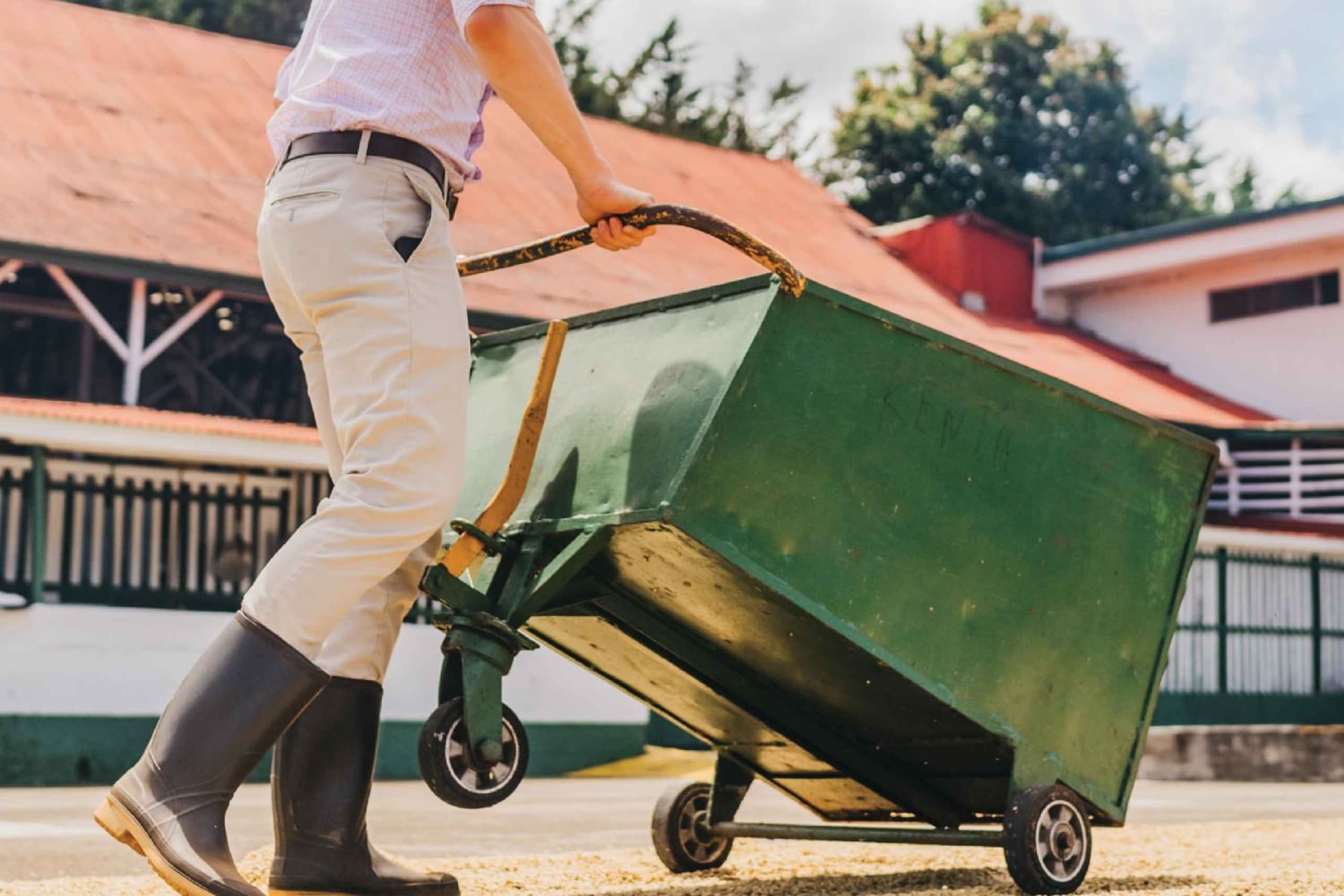 Alajuela: Guidet omvisning på kaffeplantasje med smaksprøver