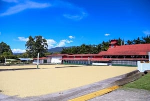 Alajuela: Visita guiada a uma plantação de café com degustação
