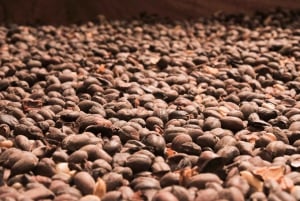 Alajuela: Guidet omvisning på kaffeplantasje med smaksprøver