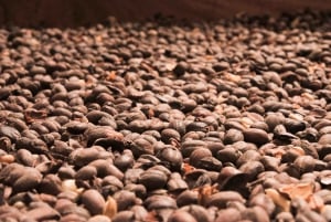 Alajuela: Guidet omvisning på kaffeplantasje med smaksprøver