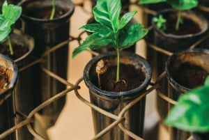 Alajuela: Guidet omvisning på kaffeplantasje med smaksprøver