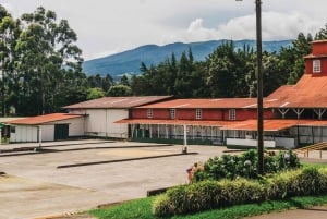 Alajuela: Guidet omvisning på kaffeplantasje med smaksprøver