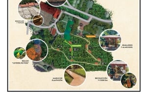 Alajuela: Guidet omvisning på kaffeplantasje med smaksprøver